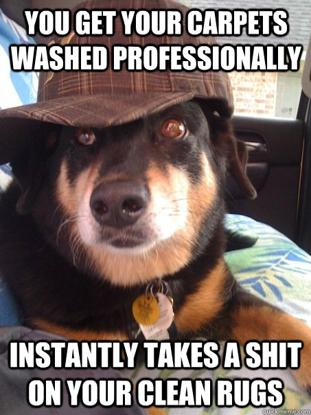 YOU GET YOUR CARPETS WASHED PROFESSIONALLY INSTANTLY TAKES A SHIT ON YOUR CLEAN RUGS  Scumbag dog