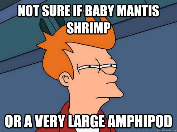 Not sure if baby Mantis Shrimp Or a very large amphipod  Futurama Fry