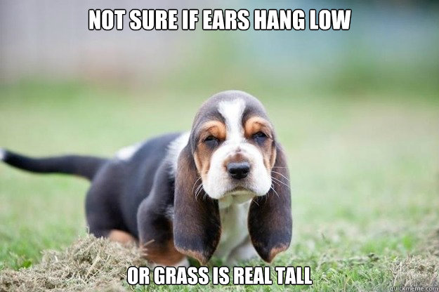 Not sure if Ears hang low Or grass is real tall  Futurama Basset Hound