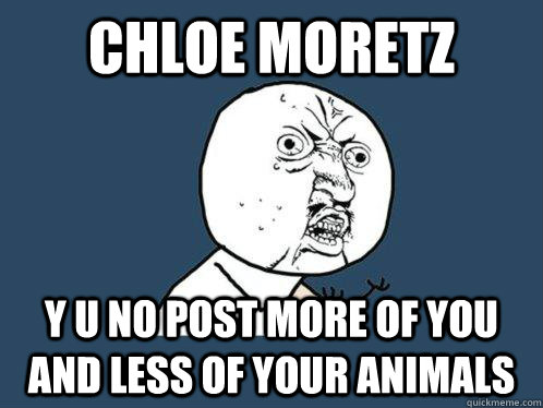 chloe moretz y u no post more of you and less of your animals  Y U No