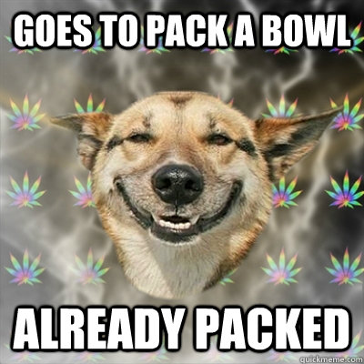 Goes to Pack a bowl Already Packed  Stoner Dog