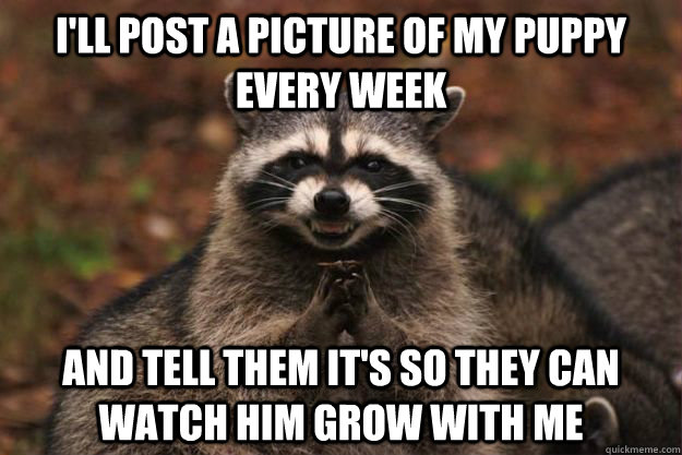 I'll post a picture of my puppy every week And tell them it's so they can watch him grow with me  Evil Plotting Raccoon