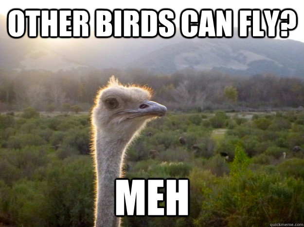 other birds can fly? meh - other birds can fly? meh  Unimpressed Emu