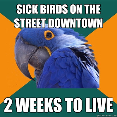 sick birds on the street downtown 2 weeks to live  Paranoid Parrot