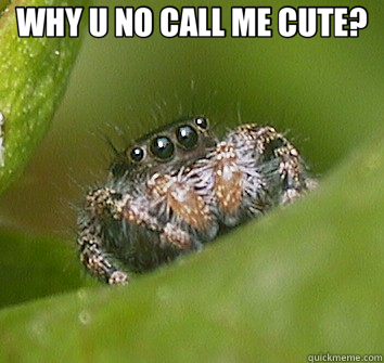 WHY U NO CALL ME CUTE?   Misunderstood Spider