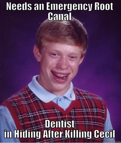 NEEDS AN EMERGENCY ROOT CANAL DENTIST IN HIDING AFTER KILLING CECIL Bad Luck Brian