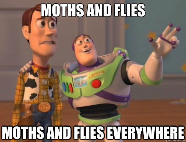 moths and flies moths and flies EVERYWHERE  Buzz Lightyear