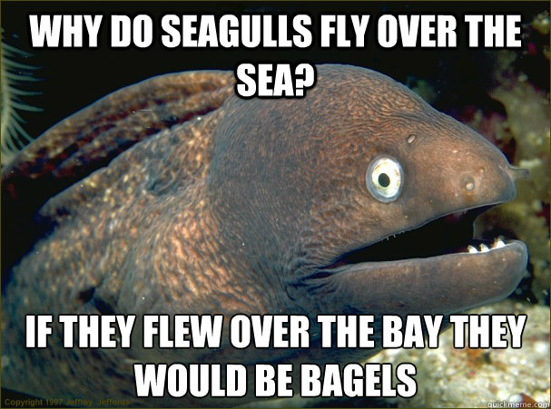 why do seagulls fly over the sea? If they flew over the bay they would be bagels  Bad Joke Eel