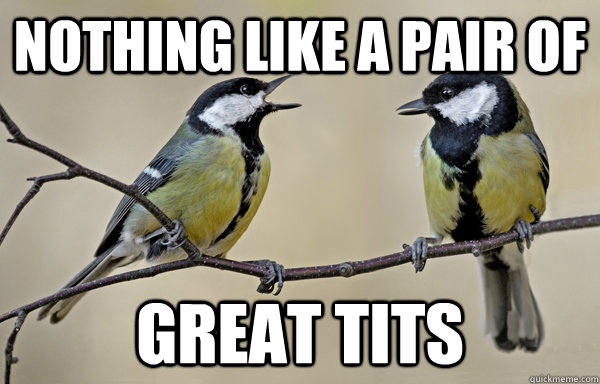 Great Tits Memes Quickmeme