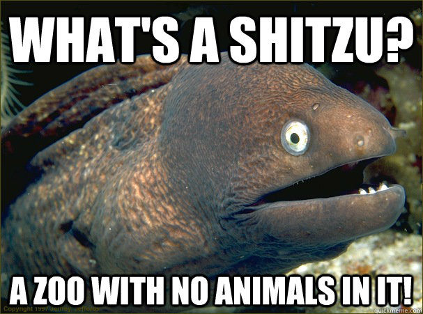 What's a shitzu? A zoo with no animals in it!  Bad Joke Eel