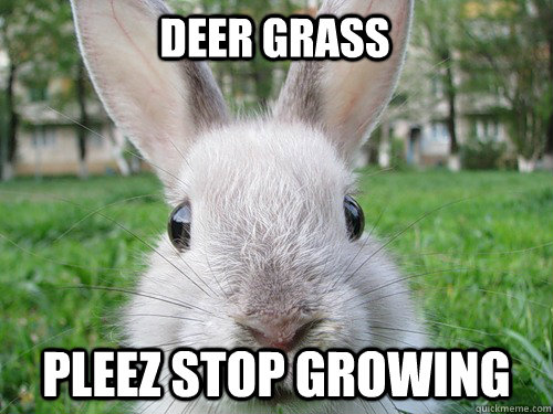 Deer Grass Pleez stop growing - Deer Grass Pleez stop growing  Rabbit webcam