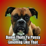  Damn Thats Yo Pussy smelling Like That  clever bad boxer dog