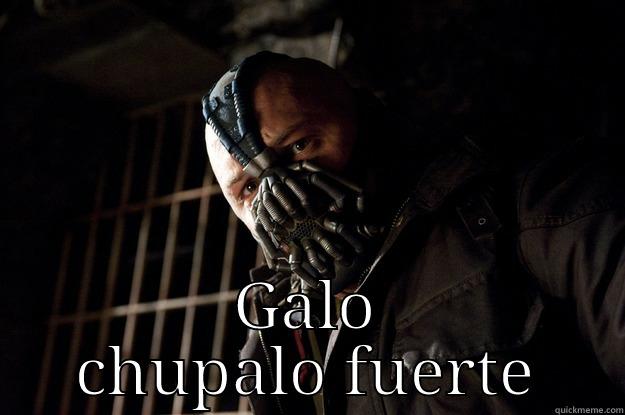  GALO CHUPALO FUERTE Angry Bane