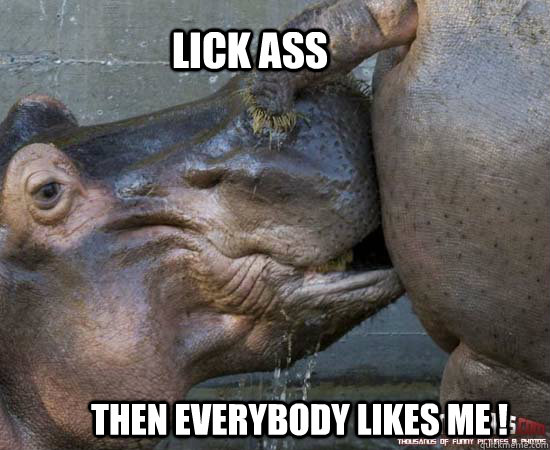 No lamas lick