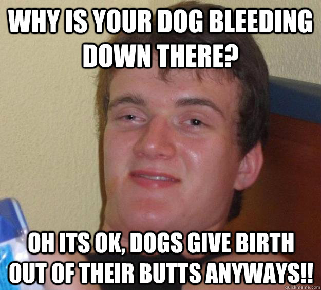 Why is your dog bleeding down there? Oh its ok, dogs give birth out of their butts anyways!!  10 Guy