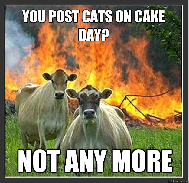 you post cats on cake day?
 not any more  Evil cows