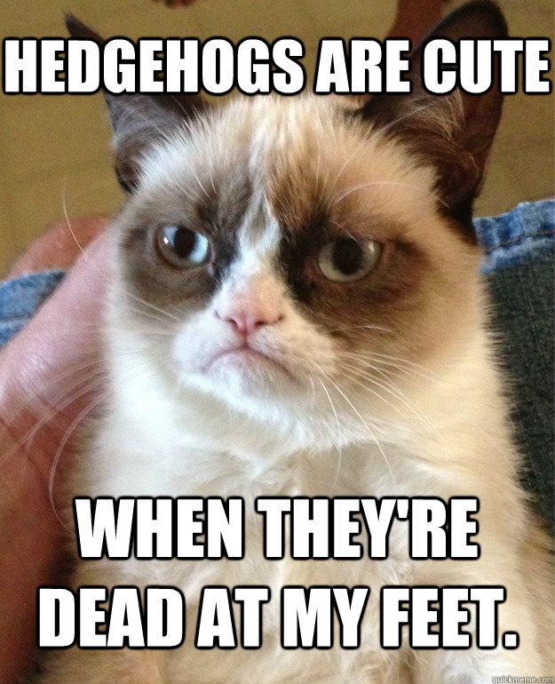 Hedgehogs are cute When they're dead at my feet.   Grumpy Cat