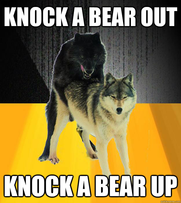 Knock a bear out Knock a bear up  Insanely courageous wolf