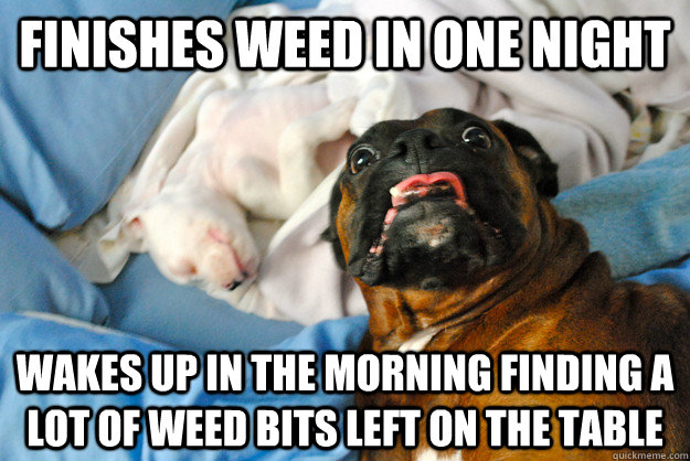 Finishes weed in one night wakes up in the morning finding a lot of weed bits left on the table  Surprised Dog