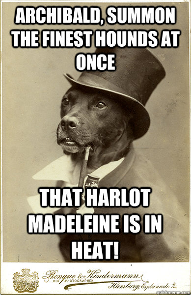 Archibald, summon the finest hounds at once That harlot madeleine is in heat!  Old Money Dog