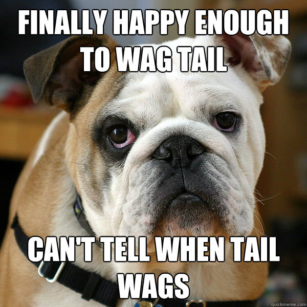 finally happy enough to wag tail can't tell when tail wags - finally happy enough to wag tail can't tell when tail wags  Unhappy Bulldog