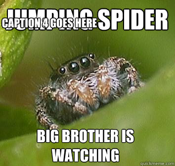 Jumping spider big brother is watching Caption 3 goes here Caption 4 goes here  Misunderstood Spider