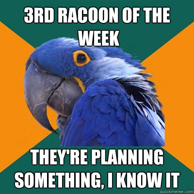 3rd Racoon of the
 week They're planning something, I know it  Paranoid Parrot