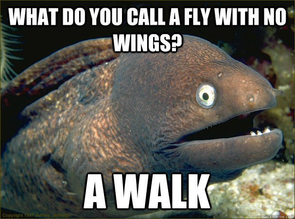 What do you call a fly with no wings? A walk  Bad Joke Eel