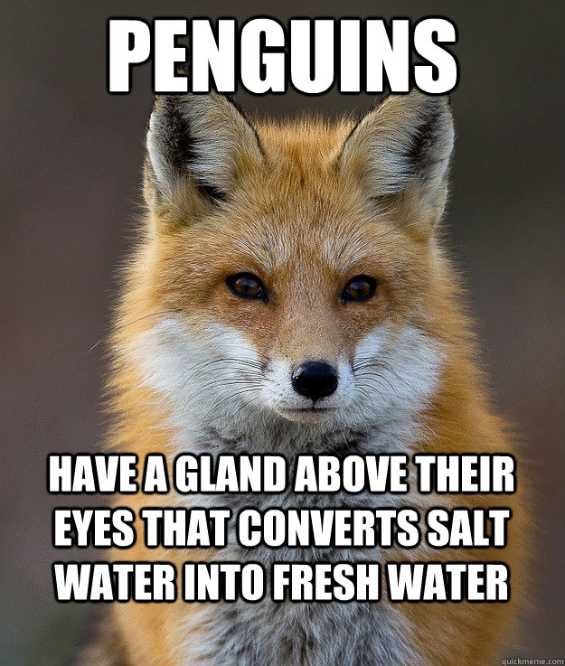 Penguins have a gland above their eyes that converts salt water into fresh water  Fun Fact Fox