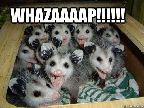 WHAZAAAAP!!!!!! - WHAZAAAAP!!!!!!  happy critters