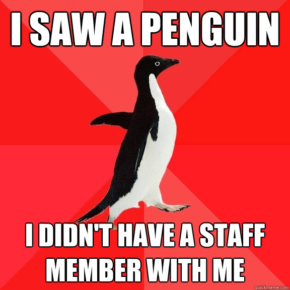 I SAW A PENGUIN I didn't have a staff member with me  Socially Awesome Penguin