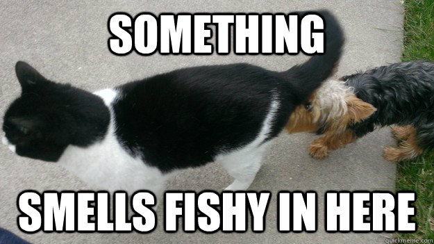 Something Smells Fishy In Here - Something Smells Fishy In Here  Fishy Cat