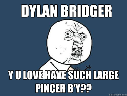 Dylan Bridger Y U Love have such large pincer b'y??  Y U No