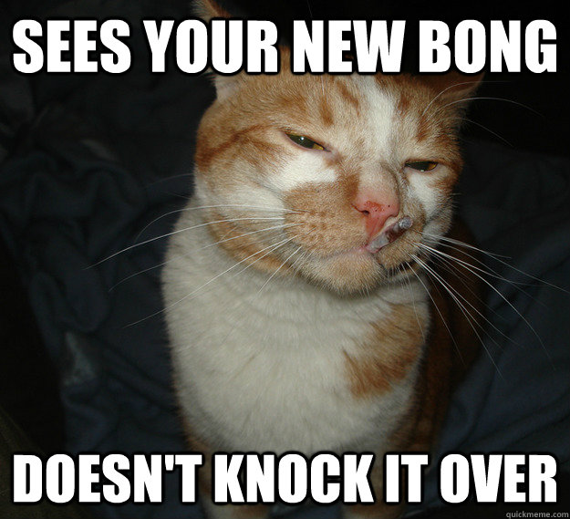 sees your new bong doesn't knock it over - sees your new bong doesn't knock it over  Good Guy Cat