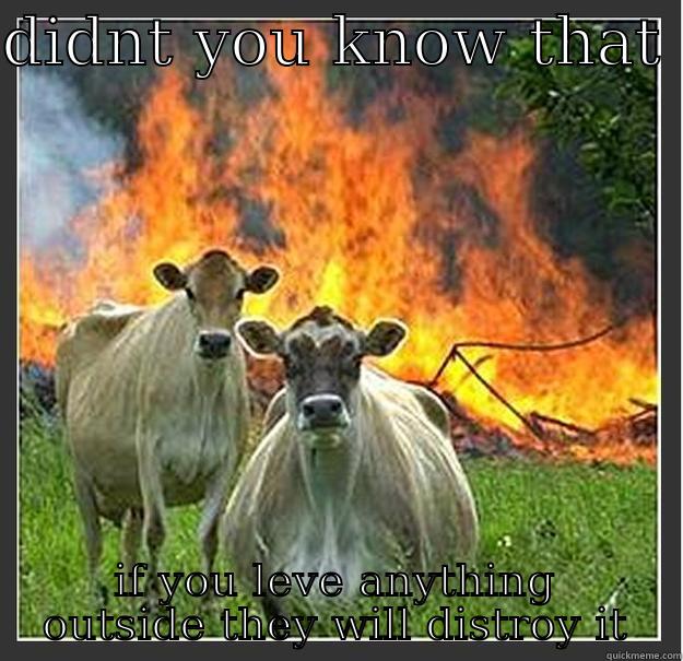 DIDNT YOU KNOW THAT  IF YOU LEVE ANYTHING OUTSIDE THEY WILL DISTROY IT Evil cows