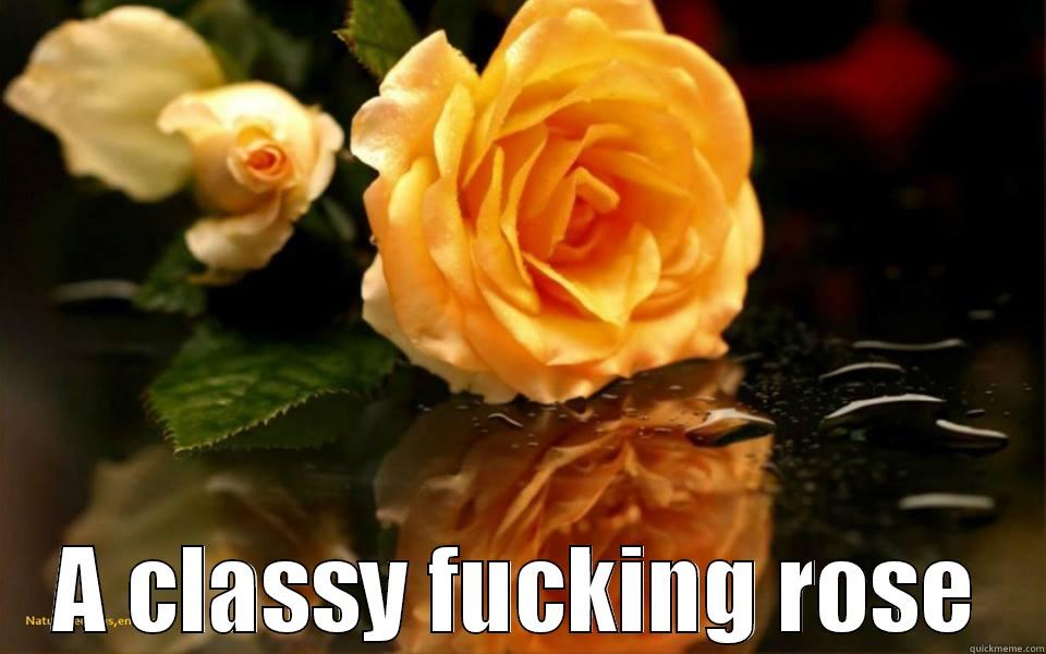  A CLASSY FUCKING ROSE Misc