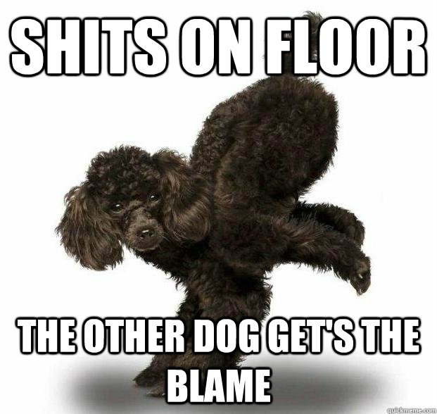 SHITS ON FLOOR THE OTHER DOG GET'S THE BLAME  