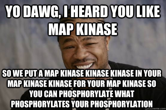 YO DAWG, I HEARD YOU LIKE MAP KINASE  SO WE PUT A MAP KINASE KINASE KINASE IN YOUR MAP KINASE KINASE FOR YOUR MAP KINASE SO YOU CAN PHOSPHORYLATE WHAT PHOSPHORYLATES YOUR PHOSPHORYLATION  YO DAWG