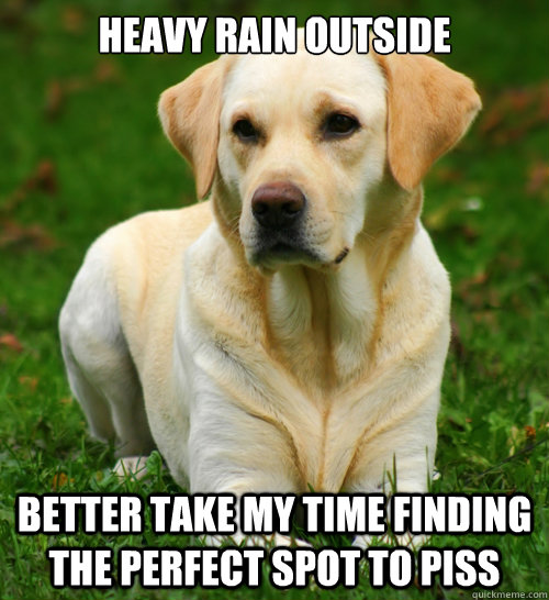 heavy rain outside better take my time finding the perfect spot to piss  Dog Logic