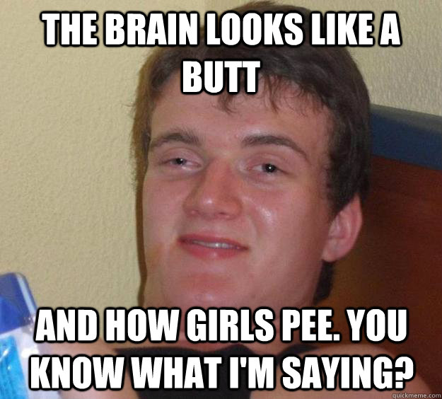 the brain looks like a butt and how girls pee. you know what i'm saying? - the brain looks like a butt and how girls pee. you know what i'm saying?  10 Guy