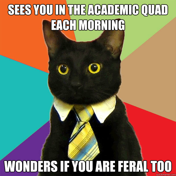 Sees you in the academic quad each morning wonders if you are feral too - Sees you in the academic quad each morning wonders if you are feral too  Business Cat