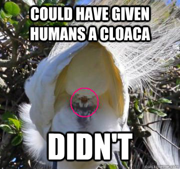 Could Have Given Humans a Cloaca Didn't - Could Have Given Humans a Cloaca Didn't  Misc