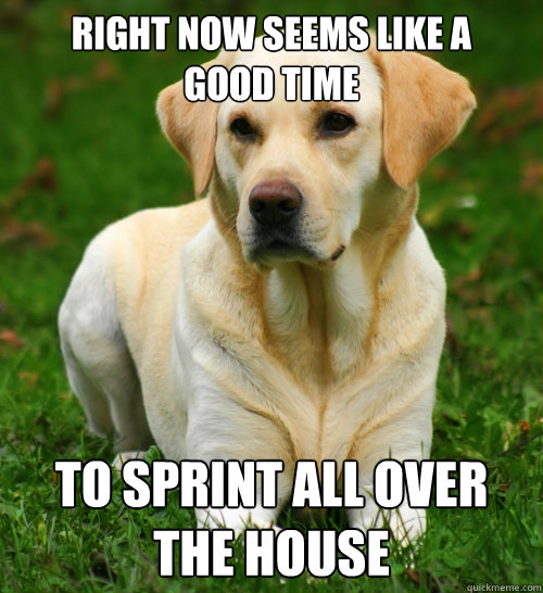 Right now seems like a     good time to sprint all over the house  Dog Logic