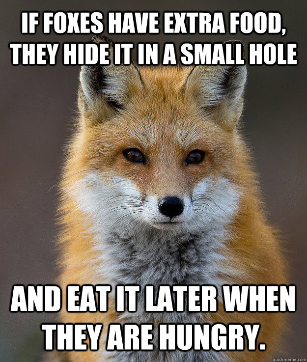 If foxes have extra food, they hide it in a small hole  and eat it later when they are hungry.  Fun Fact Fox