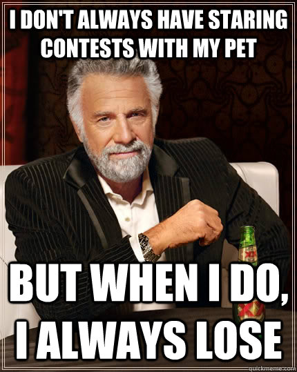 I don't always have staring contests with my pet but when I do, I always lose - I don't always have staring contests with my pet but when I do, I always lose  The Most Interesting Man In The World