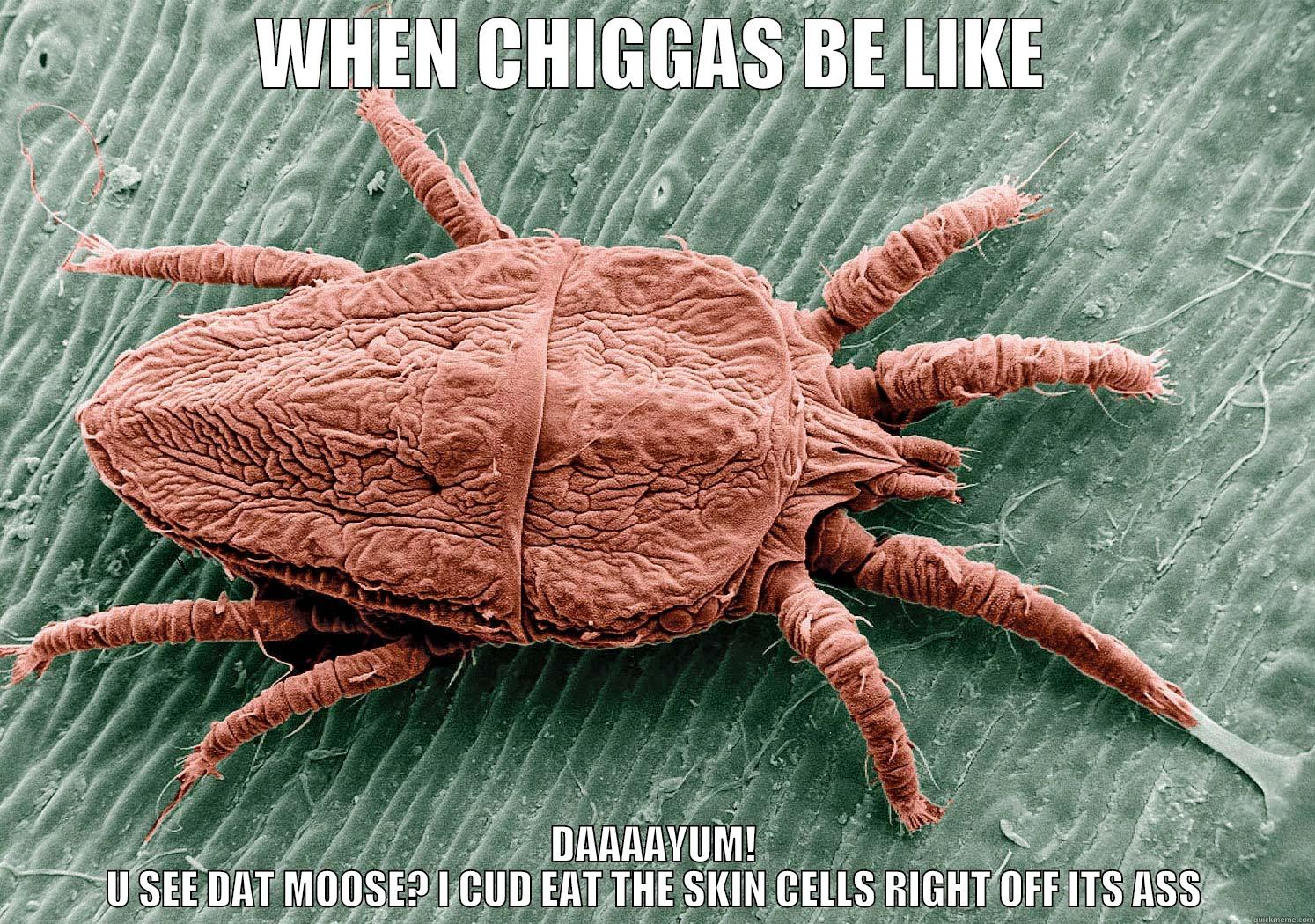 WHEN CHIGGAS BE LIKE DAAAAYUM! U SEE DAT MOOSE? I CUD EAT THE SKIN CELLS RIGHT OFF ITS ASS Misc