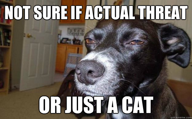 Not sure if actual threat or just a cat  Skeptical Mutt