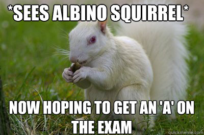 *Sees albino squirrel* now hoping to get an 'A' on the exam - *Sees albino squirrel* now hoping to get an 'A' on the exam  white squirrel