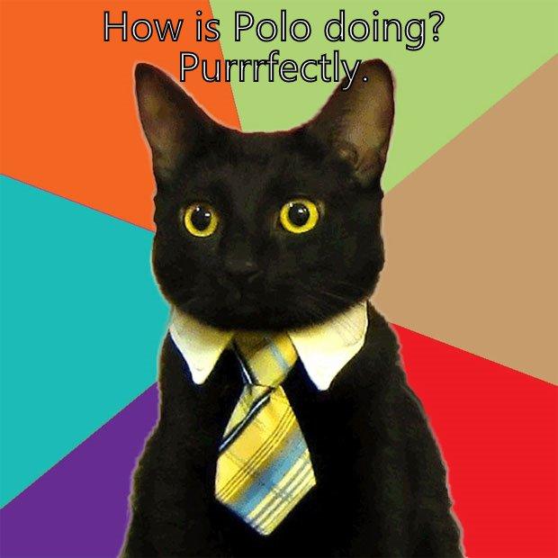 HOW IS POLO DOING? PURRRFECTLY.  Business Cat