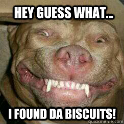 Hey guess what... I found da biscuits! - Hey guess what... I found da biscuits!  happy pitbull